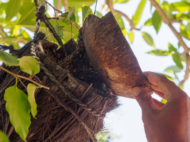 A hollowed-out log hung as a beehive; lifting away the coconut-shell end reveals the bees and the honey.