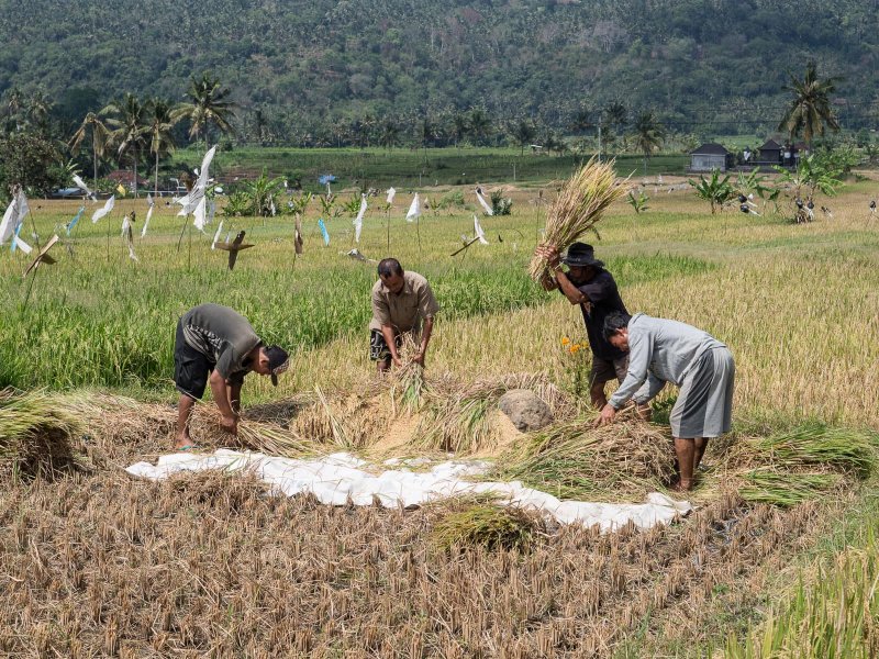 Harvesting and threshing rice