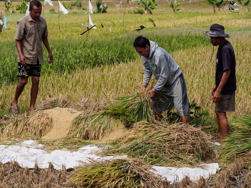 Cut stalks are beaten on a stone to shake loose the rice grains