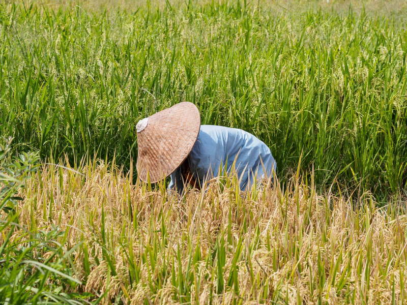 Harvesting the rice with a small sickle