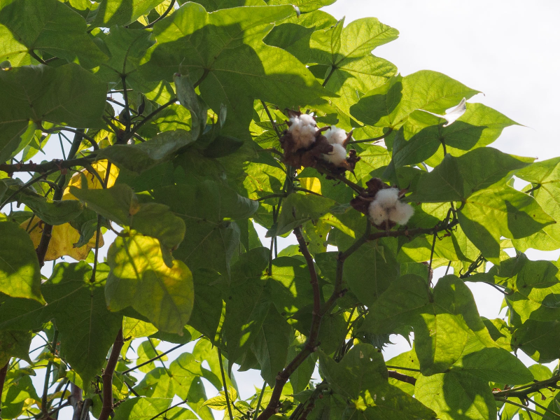In eastern Bali, cotton grows on trees!