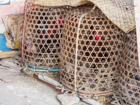Chickens (often fighting cocks) in this type of bamboo cage are a common sight in Balinese towns