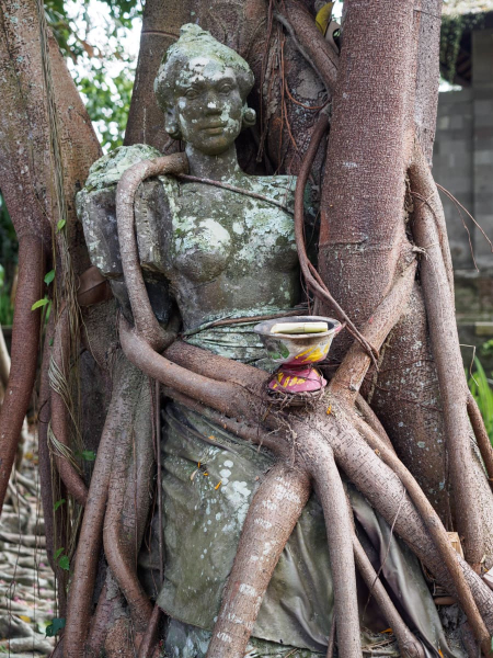 This statue by an artist from Ubud was placed in a fig tree at the Puri Lukisan museum many years ago; it has since been surrounded by the tree.
