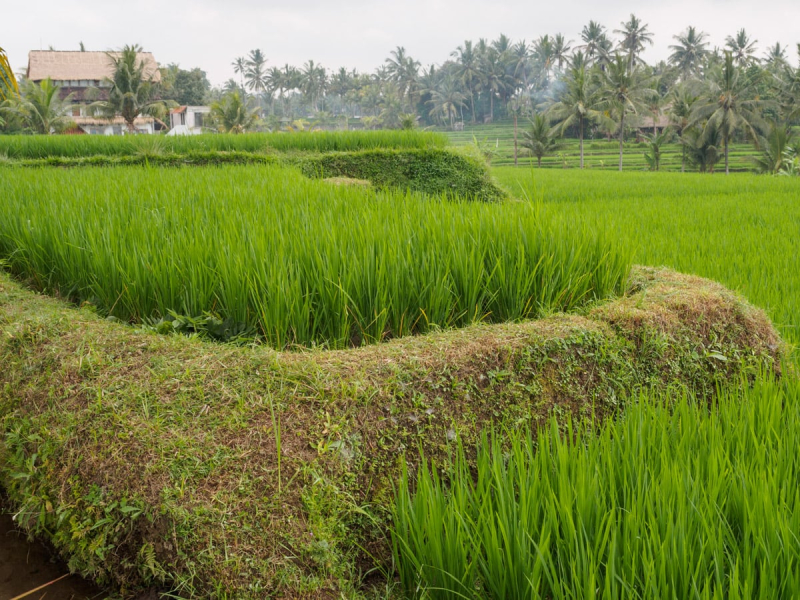 Rice is grown on terraces of different heights so water can flow from one field to the next