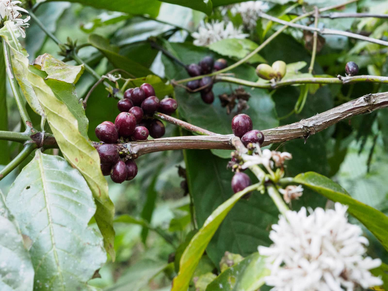 Coffee beans growing by the side of the road