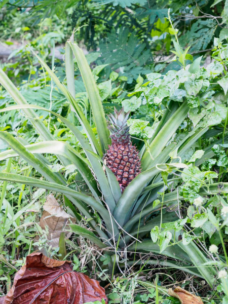 Melissa had never seen a pineapple growing before