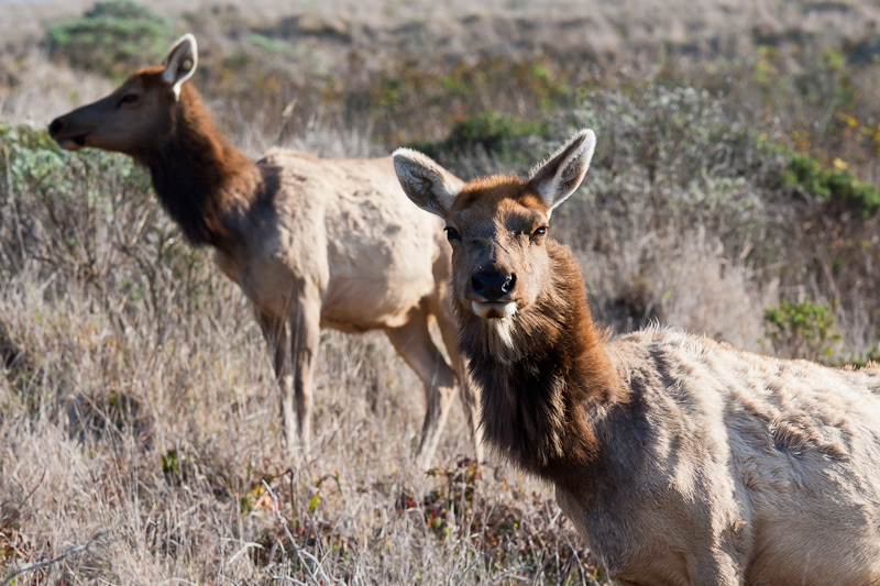 Tule elk, a subspecies that lives only in California, at Point Reyes National Seashore
