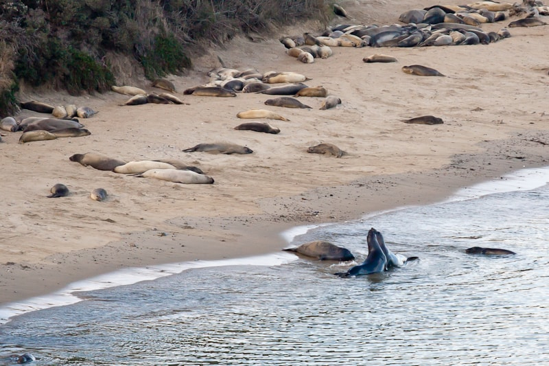 Sea lions and juvenile elephant seals resting on the beach at Point Reyes
