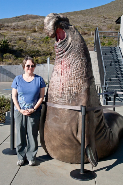 Chris with a statue of an elephant seal at the Marine Mammal Center in Sausalito