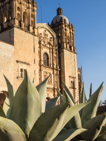 Agave plants are important in the Oaxaca area, used to make rope, cloth, tequila, and mezcal.