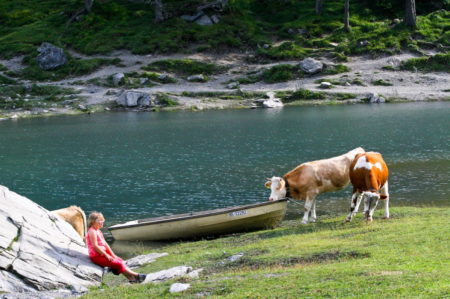 Cows and vacationers meet at Oeschinensee 