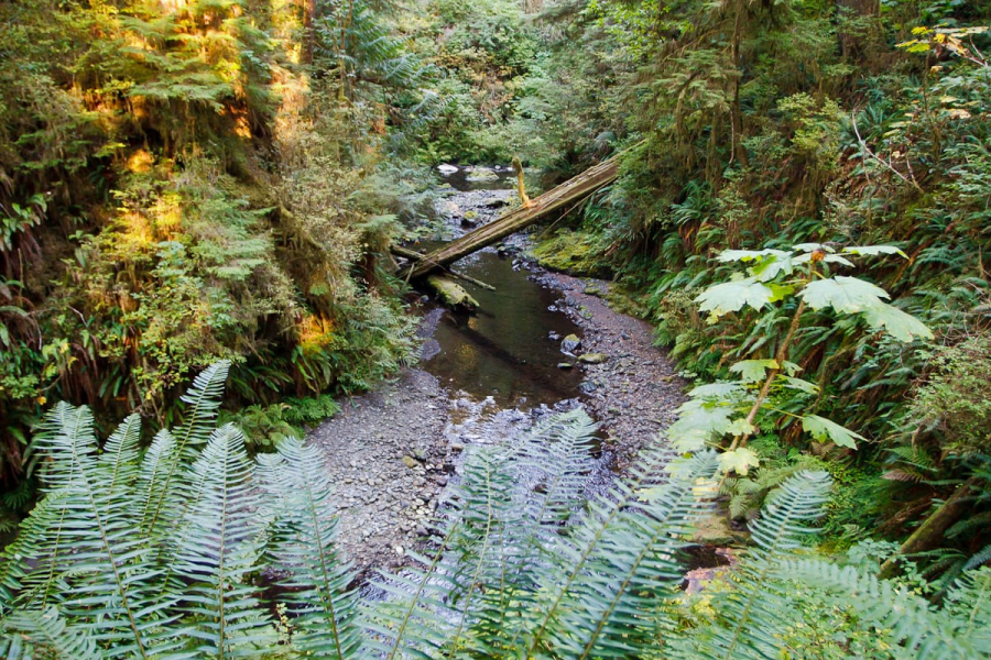Scene on the Quinault Rainforest Nature Trail