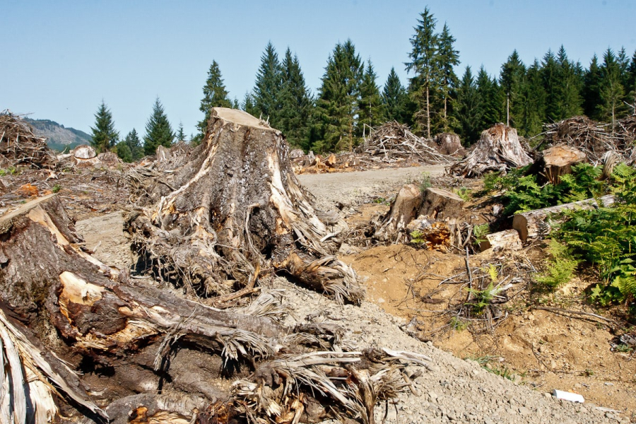 Timber logging just outside the boundaries of Olympic National Park