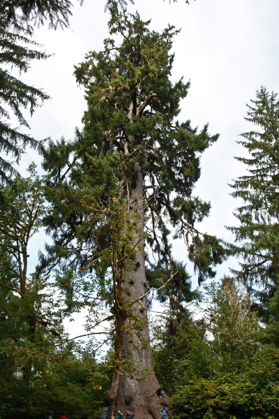The world's largest Sitka spruce tree (59 feet around and 191 feet tall)
