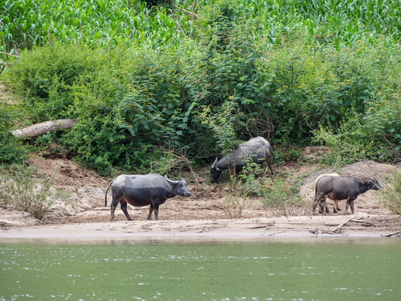 Water buffalos grazing by the river