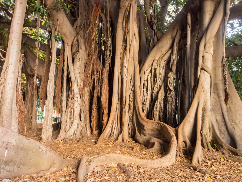 The roots of a big banyan tree in a tropical garden near our apartment