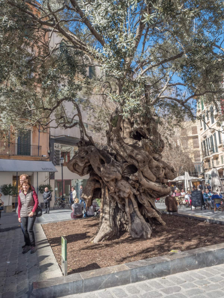 The trunk of an ancient olive tree in a plaza (Mallorca grows a lot of  olives)