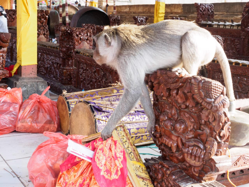 Why you don't want to leave your bags or boxes of offerings where the monkeys can get them
