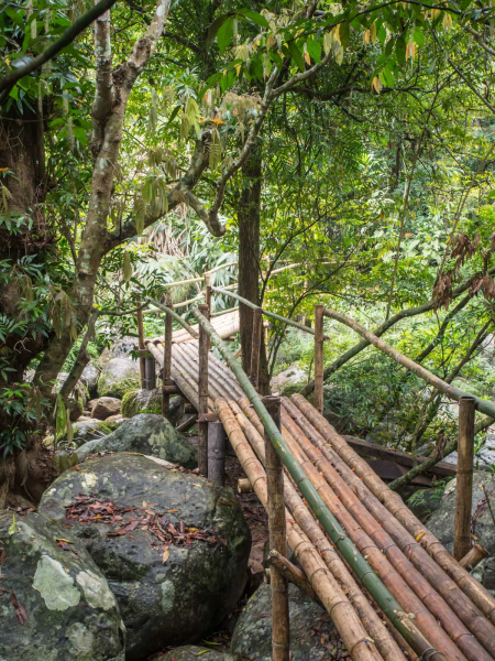 The trail mainly runs on bamboo paths
