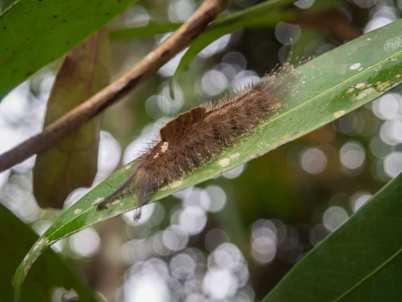 A very strange-looking hairy caterpiller