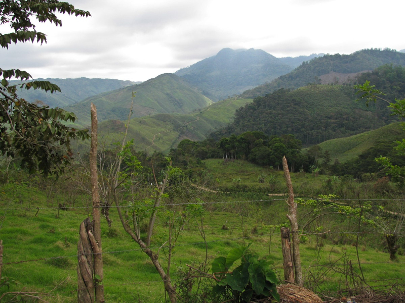 Finca El Cisne grows coffee, cacao (for chocolate), and cardamom and raises horses and cattle