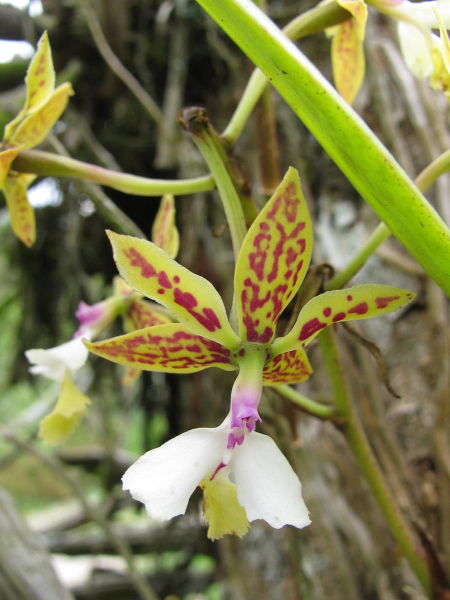 Lots of orchid species grow around the farm