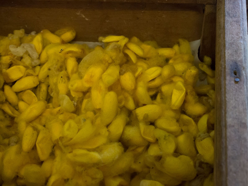 Cambodia is known for its unusual yellow cocoons (and thus yellow silk thread)