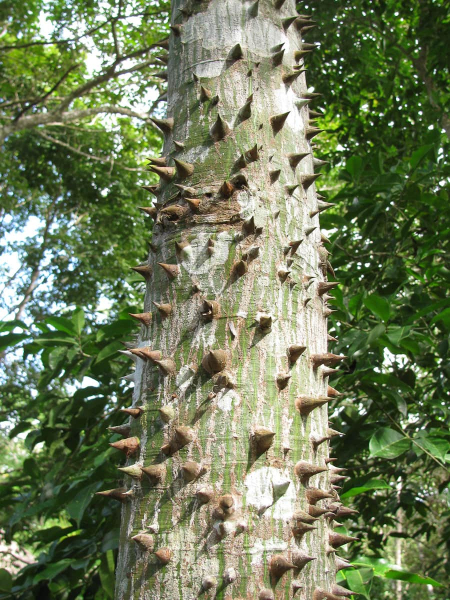 The tall, spiky Ceiba tree was important in Maya cosmology as a link between the underworld, the earth, and the sky
