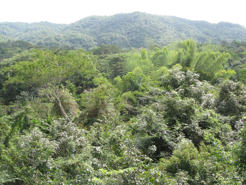 View of forest and mountains from Cahal Pech's hilltop