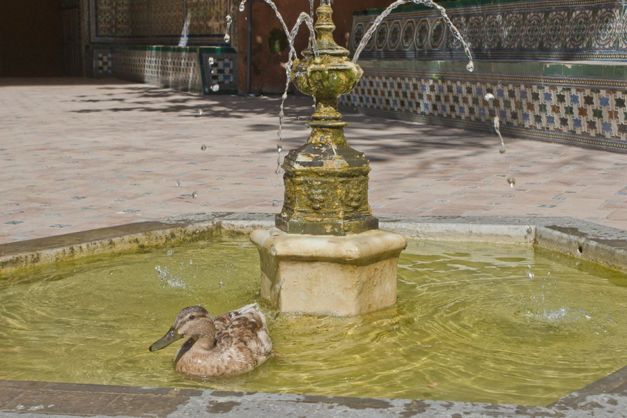 A duck-sized fountain in the Alcazar gardens