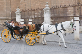 Beautiful carriages and horses wait outside Seville Cathedral to give rides to tourists
