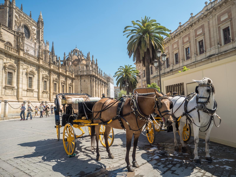Horses and carriages wait outside the cathedral for tourists wanting rides