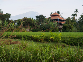 Looking over rice fields to the main lodge of the Bali Silent Retreat, where we ate yummy meals and spent much of each day reading and relaxing