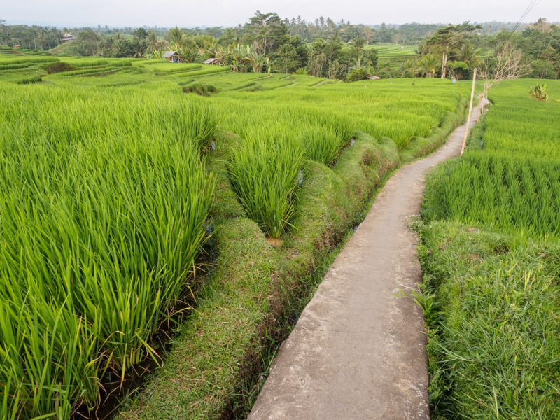 We took several walks along paths through rice fields near the retreat