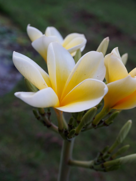 Flowers from frangipani trees are a favorite for use in offerings