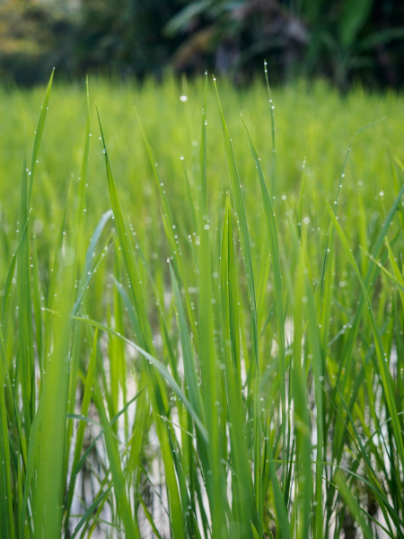 Early-morning dew on the rice plants