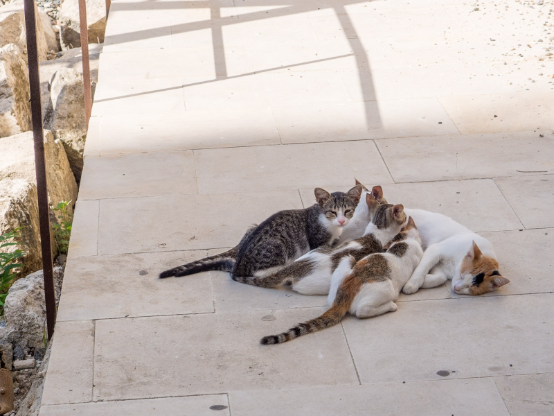 A cat family near the ruins
