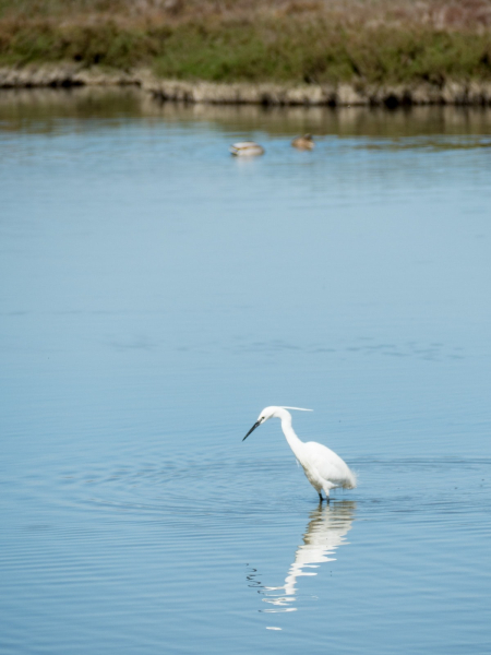 A Little Egret hunts for fish and frogs