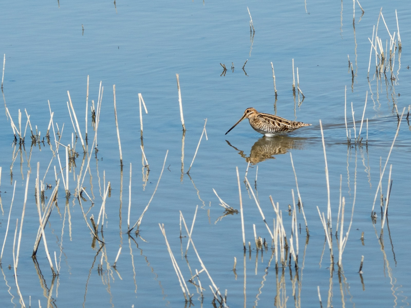 A snipe (yes, they really do exist)