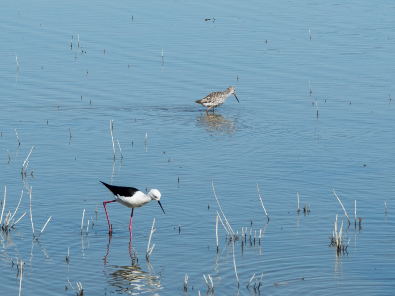 A black-winged stilt and a snipe go hunting