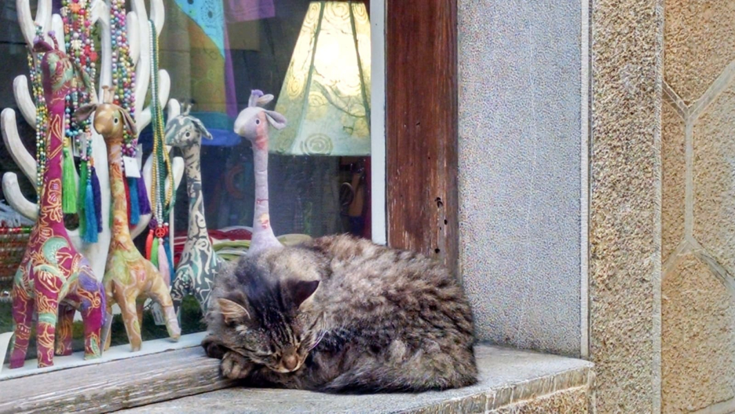 We saw this cat sleeping on this shop windowsill most days in Pollenca