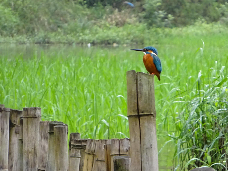 We saw lots of beautiful little kingfishers, like this one