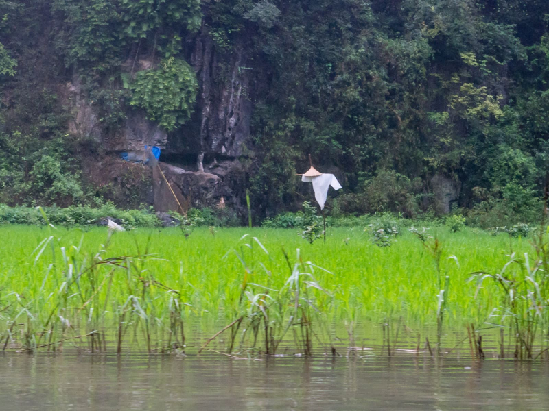 A scarecrow in a rice field