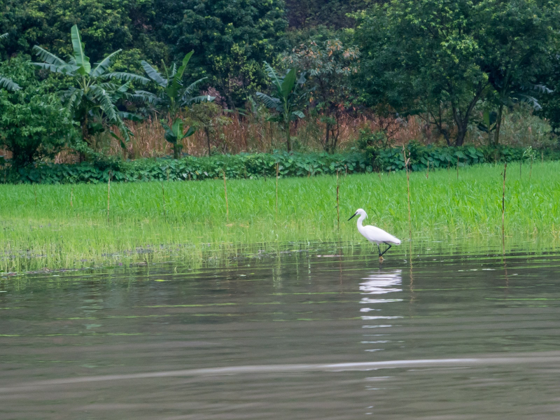 Besides kingfishers, we saw many of these little white egrets
