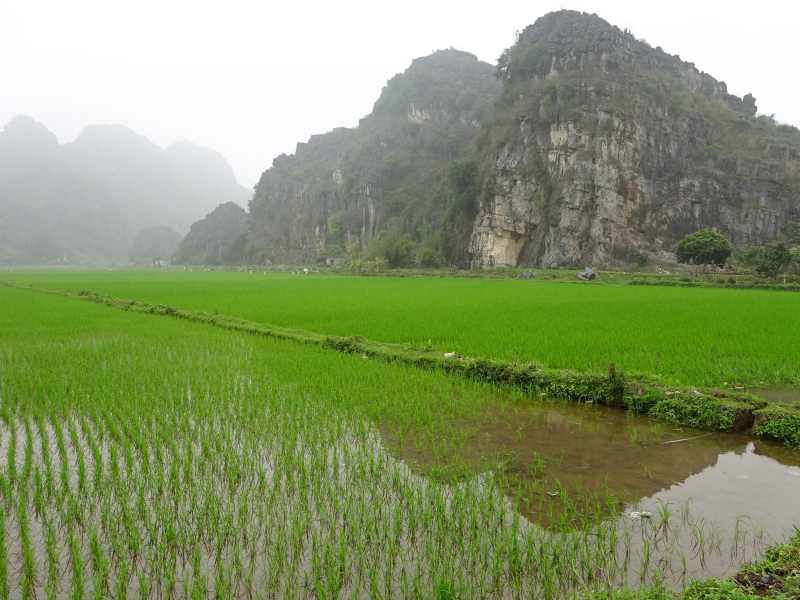 Flooded rice fields around Tam Coc