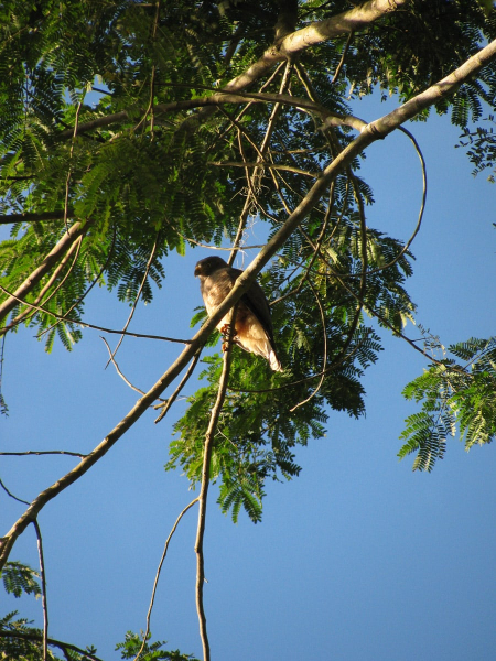 The forest around Tikal is full of animal life, like this falcon