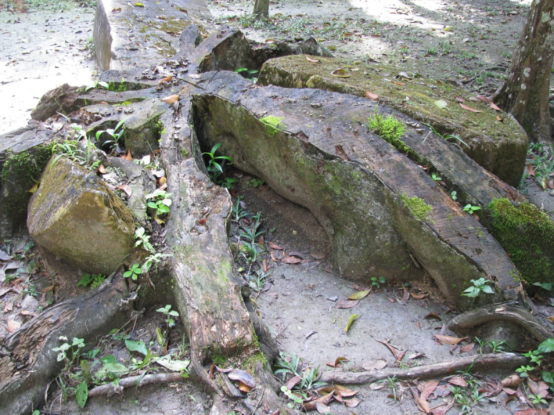 The remains of an old tree that split an even older stone. 