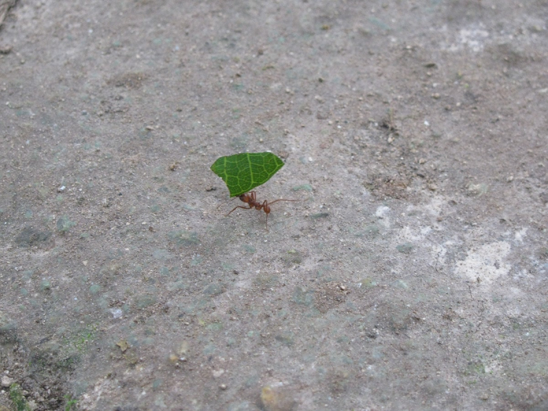 A leaf-cutter ant