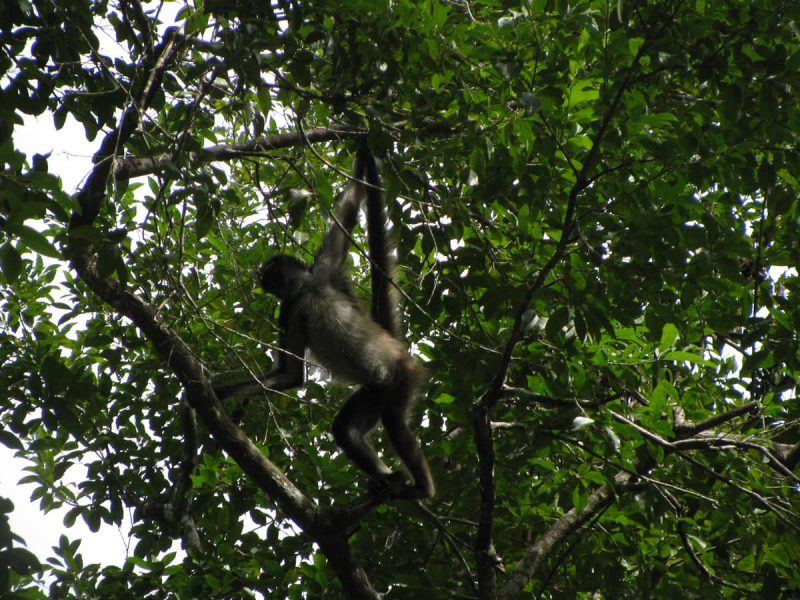 A spider monkey (we saw some of the same species wild at Tikal that we saw at the Belize zoo)
