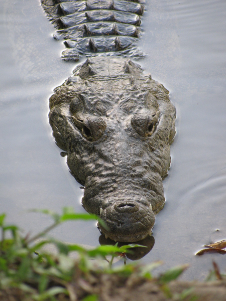 A small (2 foot-long) crocodile in the pond by the visitors' center
